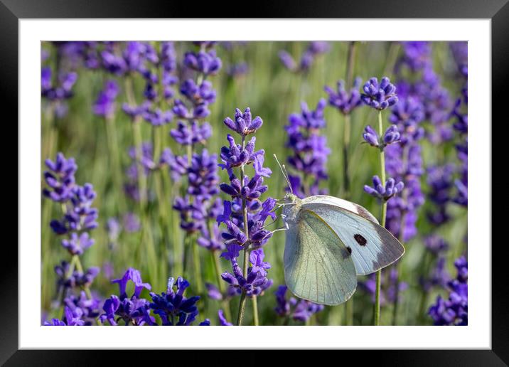 Cabbage White Butterfly on a lavender flower Framed Mounted Print by Milton Cogheil