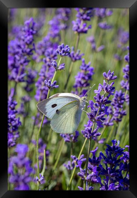 Cabbage White Butterfly resting on a lavender flow Framed Print by Milton Cogheil