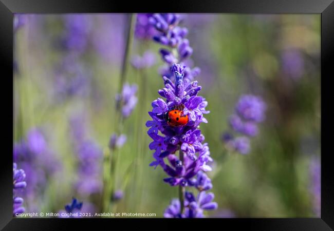Seven spot ladybird on a lavender plant Framed Print by Milton Cogheil