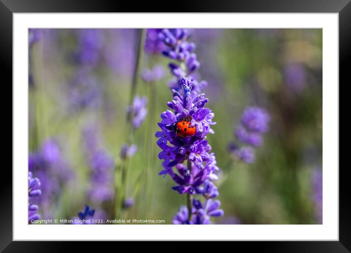 Seven spot ladybird on a lavender plant Framed Mounted Print by Milton Cogheil