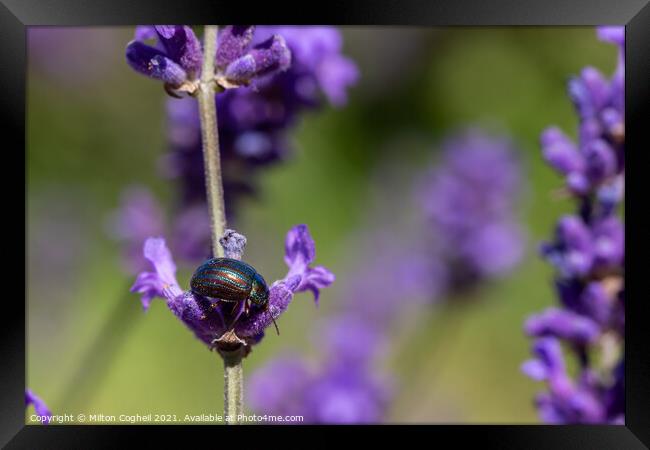 Rosemary Beetle on a lavender plant Framed Print by Milton Cogheil