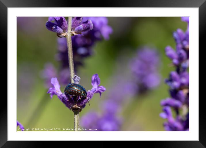 Rosemary Beetle on a lavender plant Framed Mounted Print by Milton Cogheil