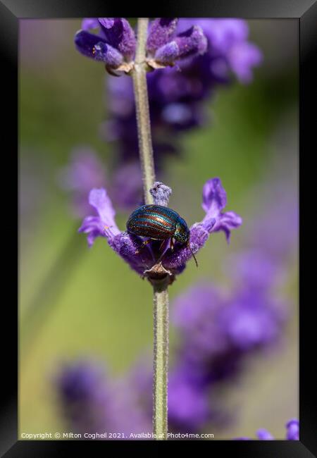 Close up of a Rosemary Beetle on a lavender plant Framed Print by Milton Cogheil