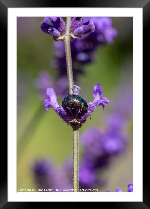 Close up of a Rosemary Beetle on a lavender plant Framed Mounted Print by Milton Cogheil