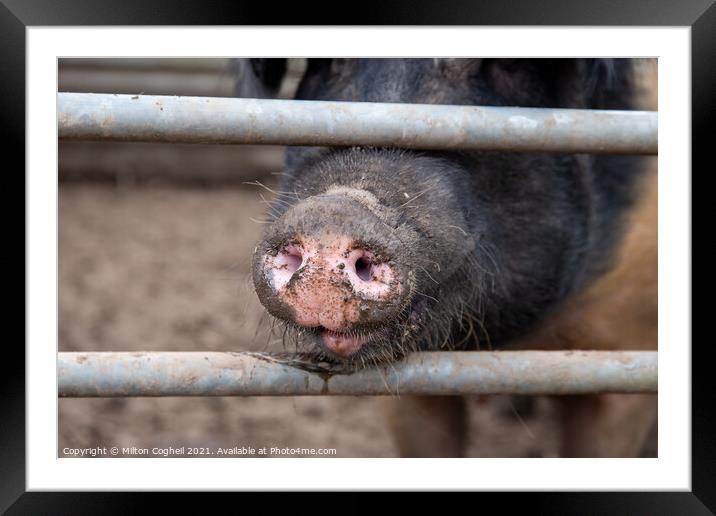 Saddleback pig snout Framed Mounted Print by Milton Cogheil