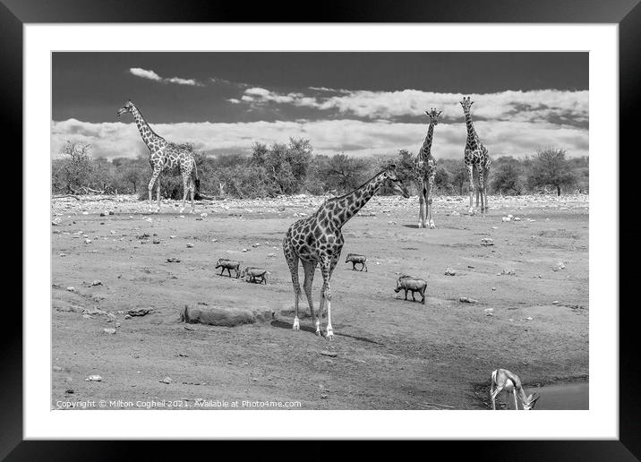Giraffes near a water hole in Etosha National Park, Namibia Framed Mounted Print by Milton Cogheil