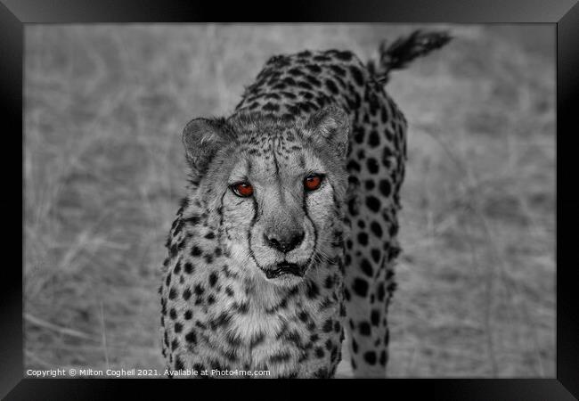 Portrait of a cheetah in Namibia - Colour pop Framed Print by Milton Cogheil