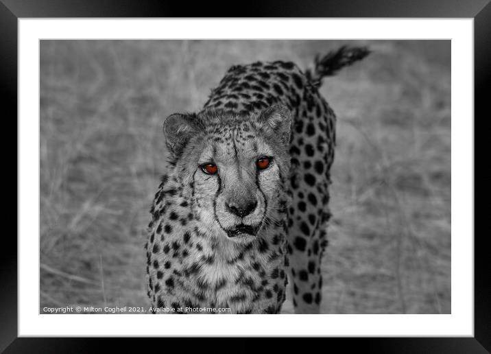 Portrait of a cheetah in Namibia - Colour pop Framed Mounted Print by Milton Cogheil