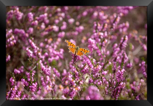 Comma Butterfly on heather Framed Print by Milton Cogheil