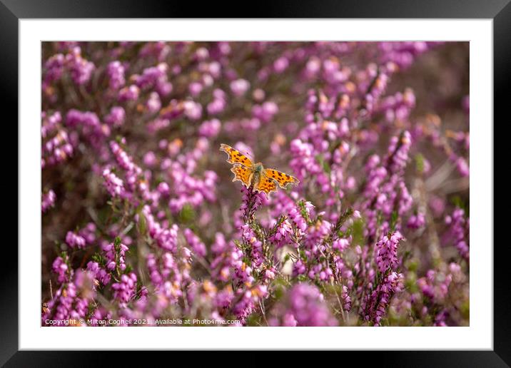 Comma Butterfly on heather Framed Mounted Print by Milton Cogheil