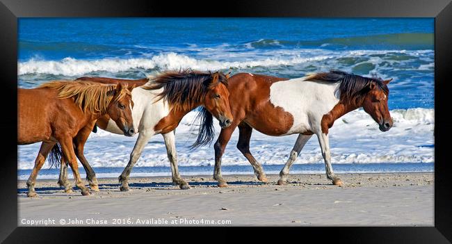 Wild Ponies at Assateague Island Framed Print by John Chase
