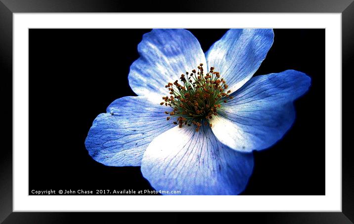 Blue Flower, Close-up Framed Mounted Print by John Chase