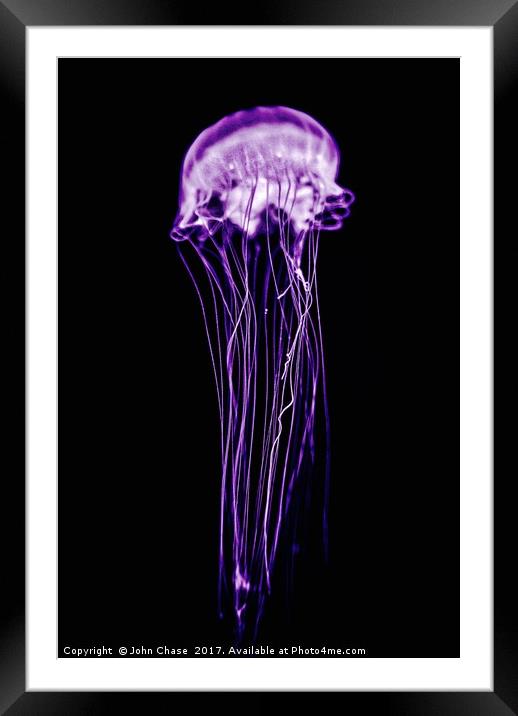 Purple Jellyfish Framed Mounted Print by John Chase