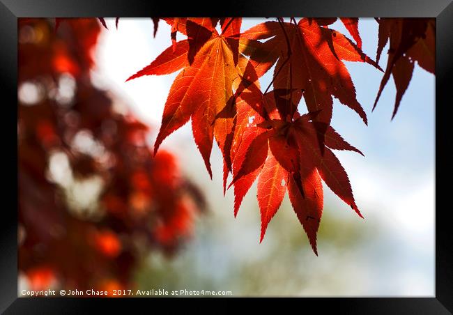  Japanese Maple Tree Leaves Framed Print by John Chase