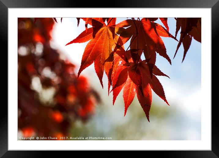  Japanese Maple Tree Leaves Framed Mounted Print by John Chase