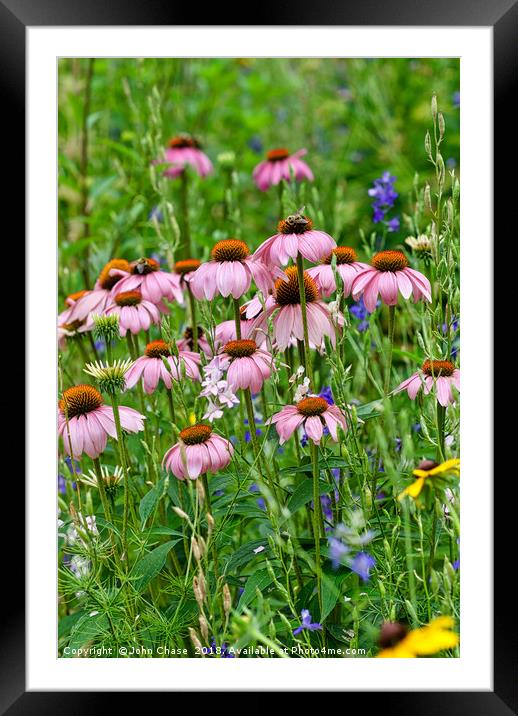 Echinacea With Honey Bees Framed Mounted Print by John Chase