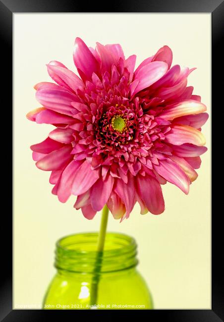 Pink Flower in a Vase Framed Print by John Chase