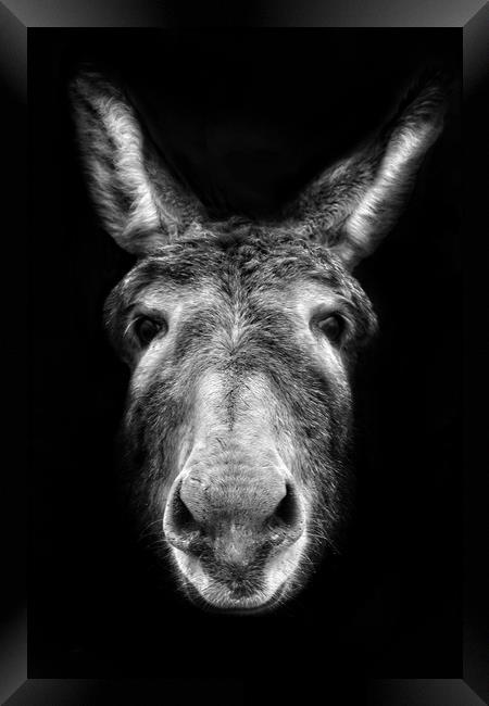 Donkey Framed Print by Jason Feather