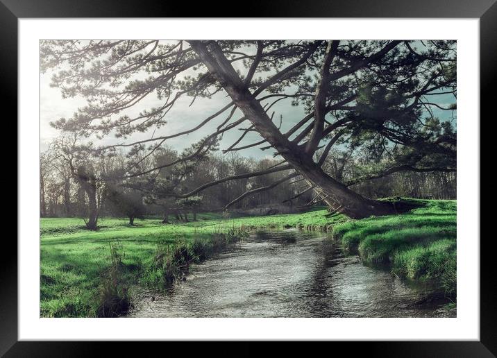 Leaning Tree Walsingham Abbey Norfolk Framed Mounted Print by Nichol Pope