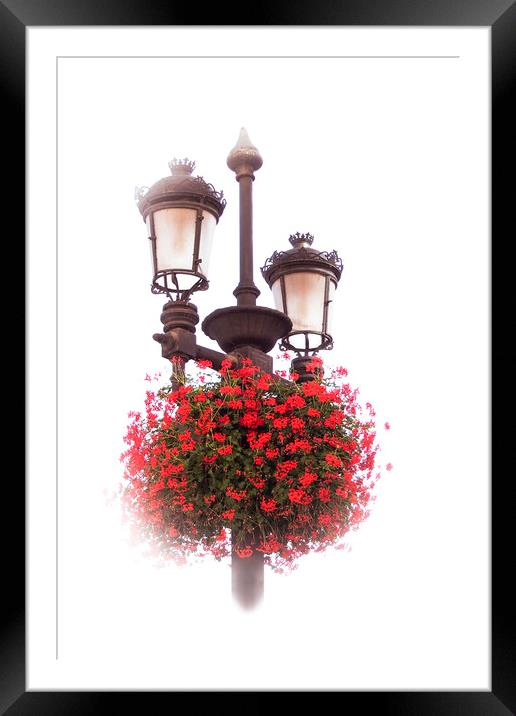 Geraniums on lamp post Framed Mounted Print by Steve Whitham