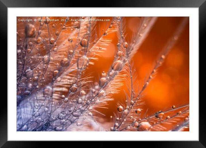 Waterdrops on a feather. Framed Mounted Print by Steve Whitham