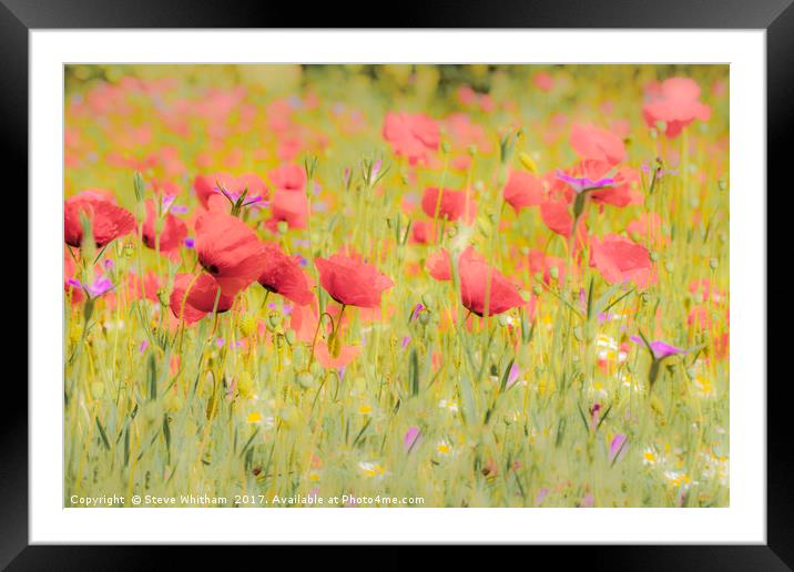 Poppy field Framed Mounted Print by Steve Whitham
