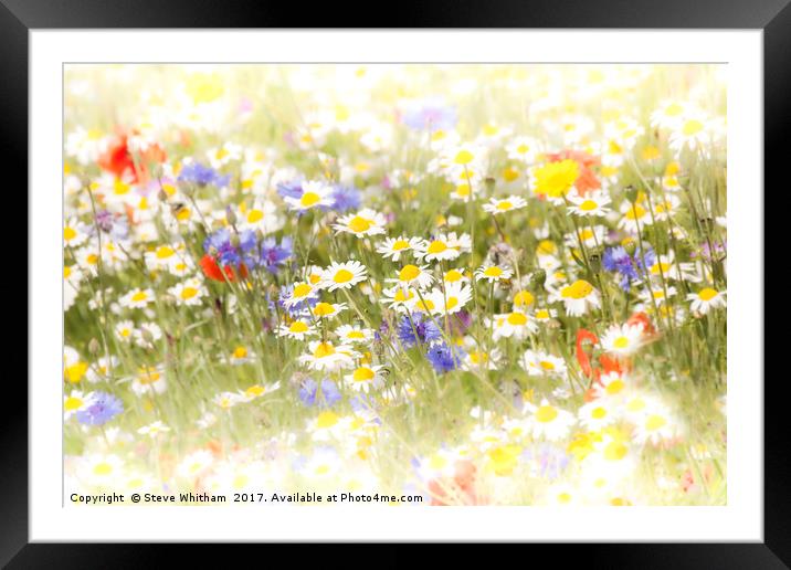 Dreamy meadow Framed Mounted Print by Steve Whitham