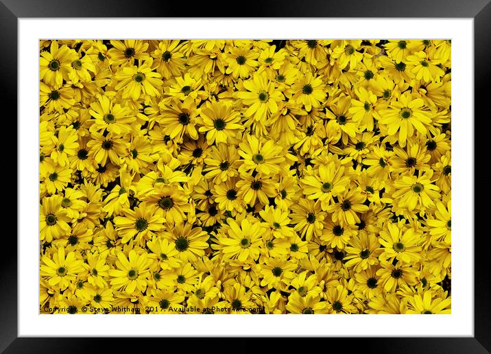 Simply yellow Framed Mounted Print by Steve Whitham