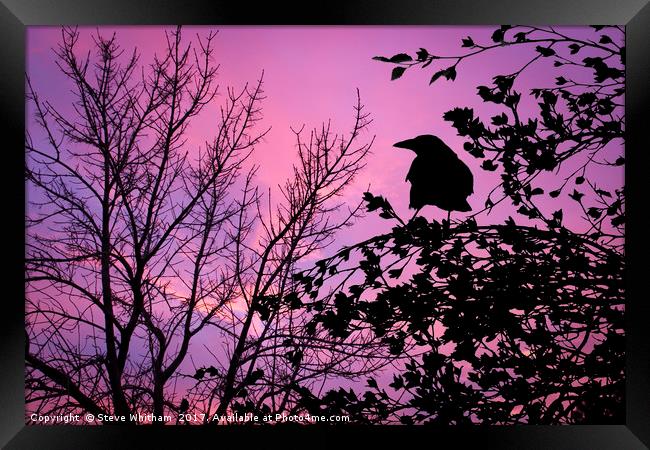 A Sunset to Crow Over. Framed Print by Steve Whitham