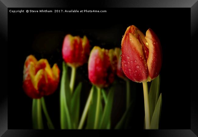 Dew Tulips Framed Print by Steve Whitham