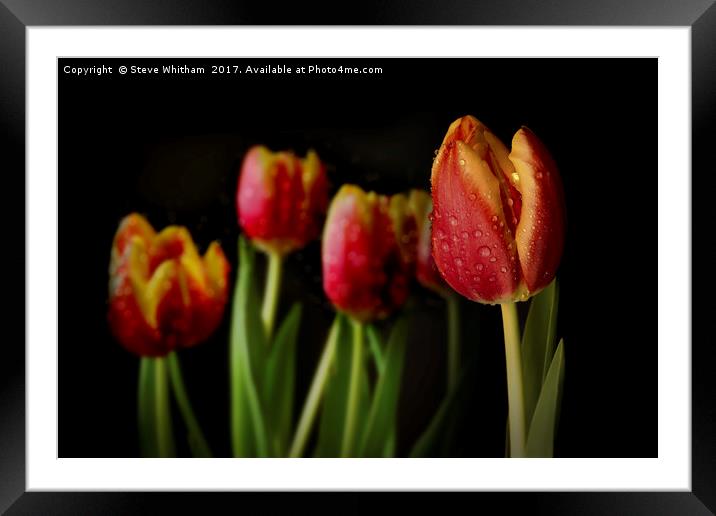 Dew Tulips Framed Mounted Print by Steve Whitham
