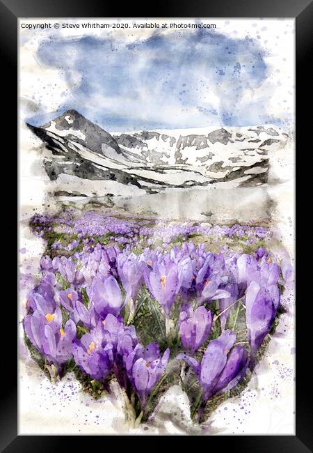 The awakening of spring. Framed Print by Steve Whitham