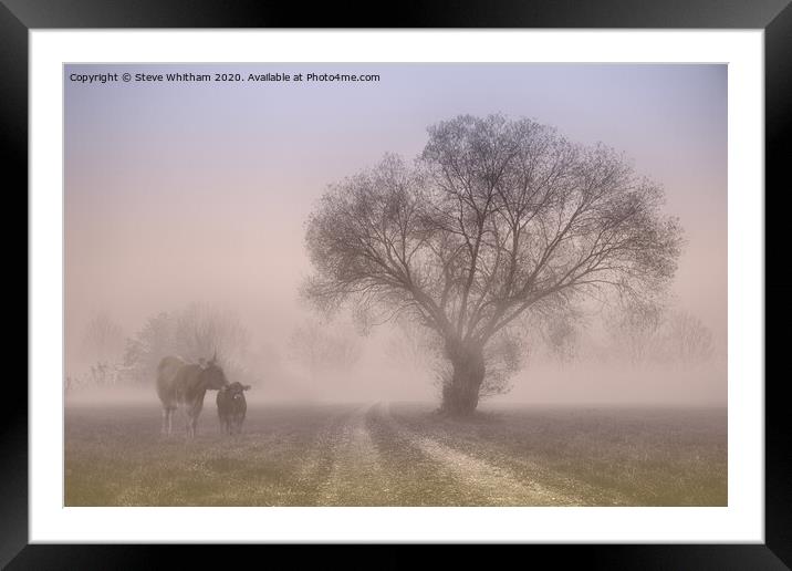 Morning stroll. Framed Mounted Print by Steve Whitham