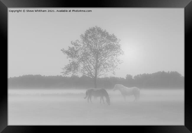 Let's meet by the tree. Framed Print by Steve Whitham