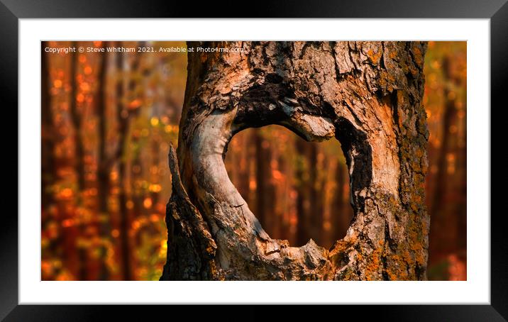 Through the Tree. Framed Mounted Print by Steve Whitham