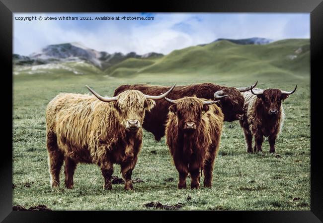 Curious Cows. Framed Print by Steve Whitham