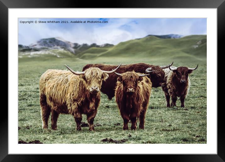 Curious Cows. Framed Mounted Print by Steve Whitham