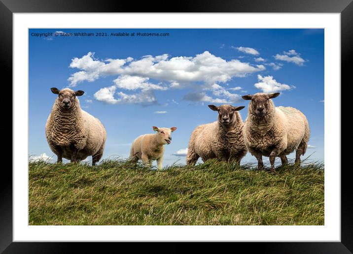Sheep on the Hill. Framed Mounted Print by Steve Whitham