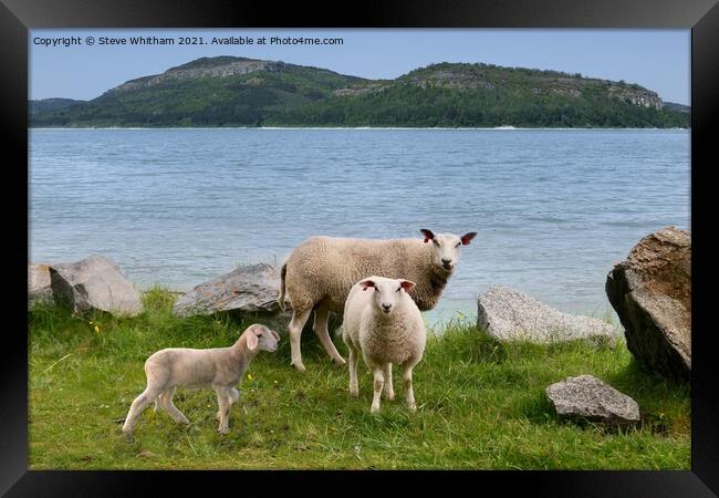 Sheep by the Lake. Framed Print by Steve Whitham