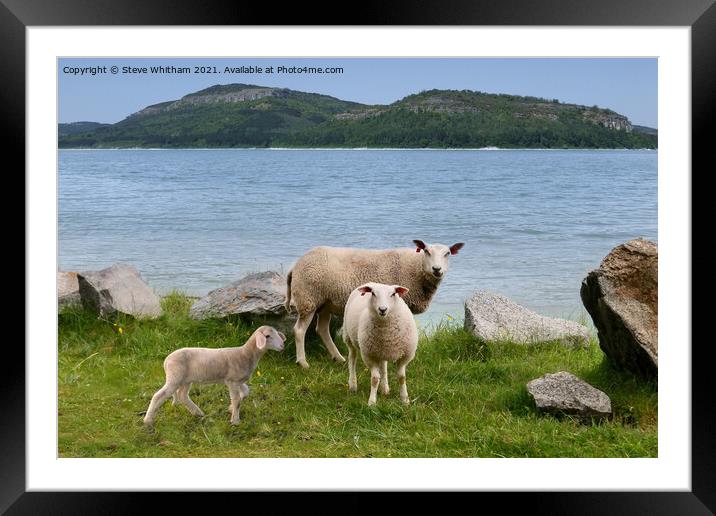Sheep by the Lake. Framed Mounted Print by Steve Whitham