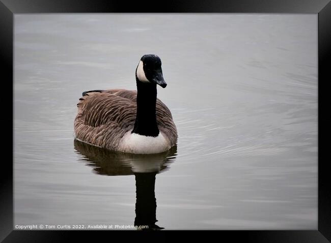 Canada Goose Framed Print by Tom Curtis
