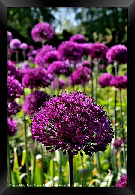 Allium Hollandicum Purple sensation Framed Print by Tom Curtis