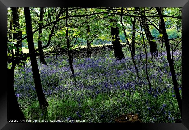 Woodland at Newmillerdam West Yorkshire Framed Print by Tom Curtis