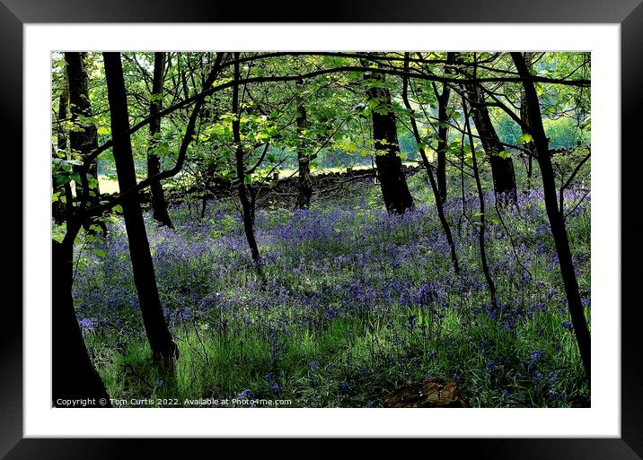 Woodland at Newmillerdam West Yorkshire Framed Mounted Print by Tom Curtis