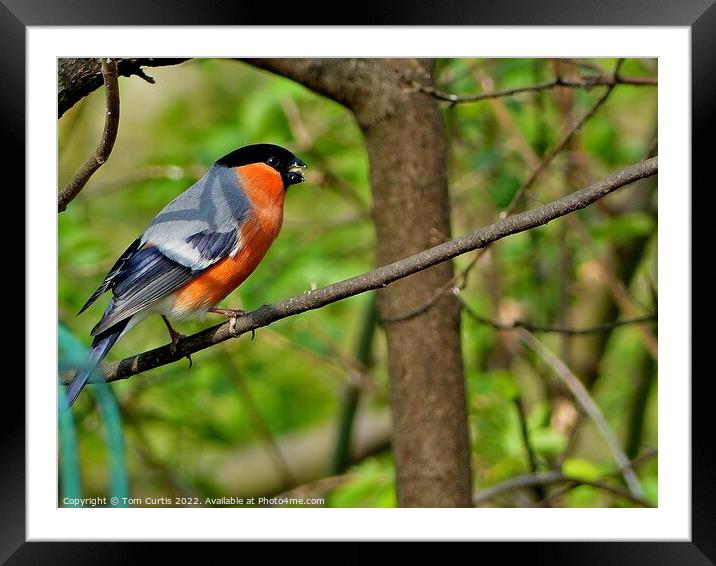 Bullfinch Male Framed Mounted Print by Tom Curtis