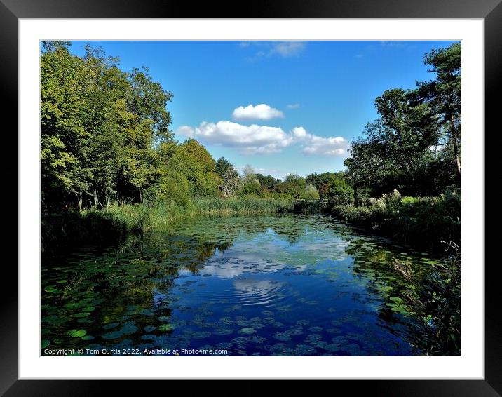 Phyllis Currie Nature Reserve Essex Framed Mounted Print by Tom Curtis