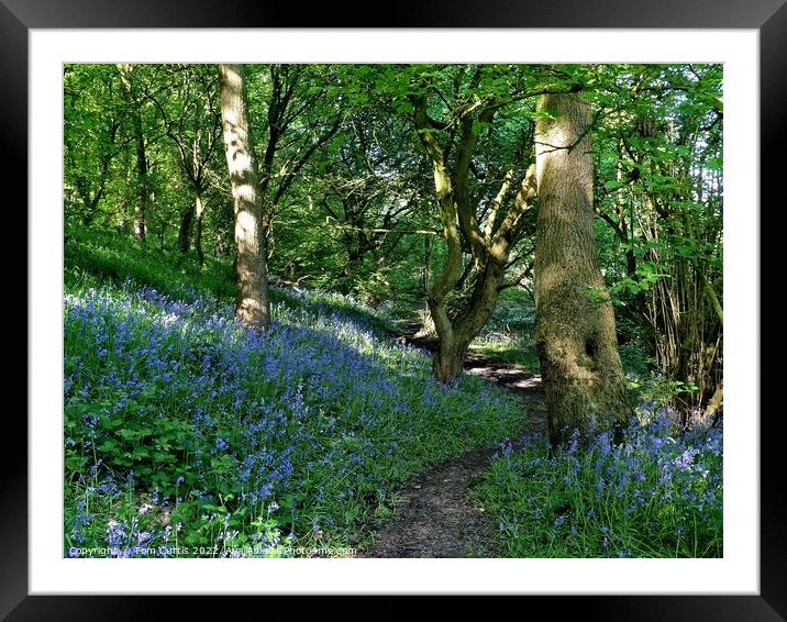Storrs Wood Cudworth South Yorkshire Framed Mounted Print by Tom Curtis