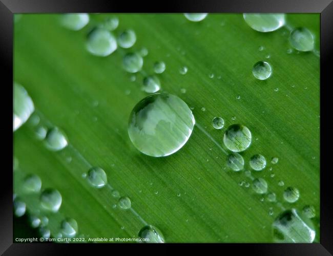 Water droplets closeup Framed Print by Tom Curtis
