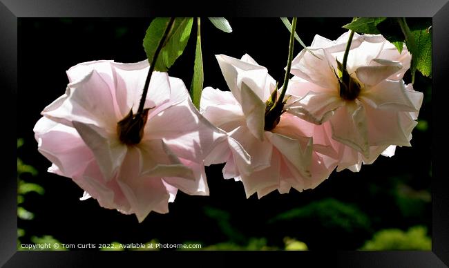 Roses Backlit Framed Print by Tom Curtis