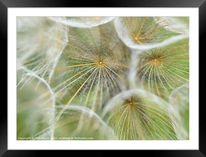 Salsify seed head closeup Framed Mounted Print by Tom Curtis